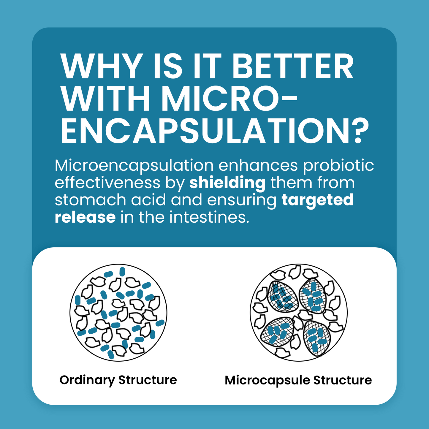 Encapsulated Probiotics 33 days supply (500ml)